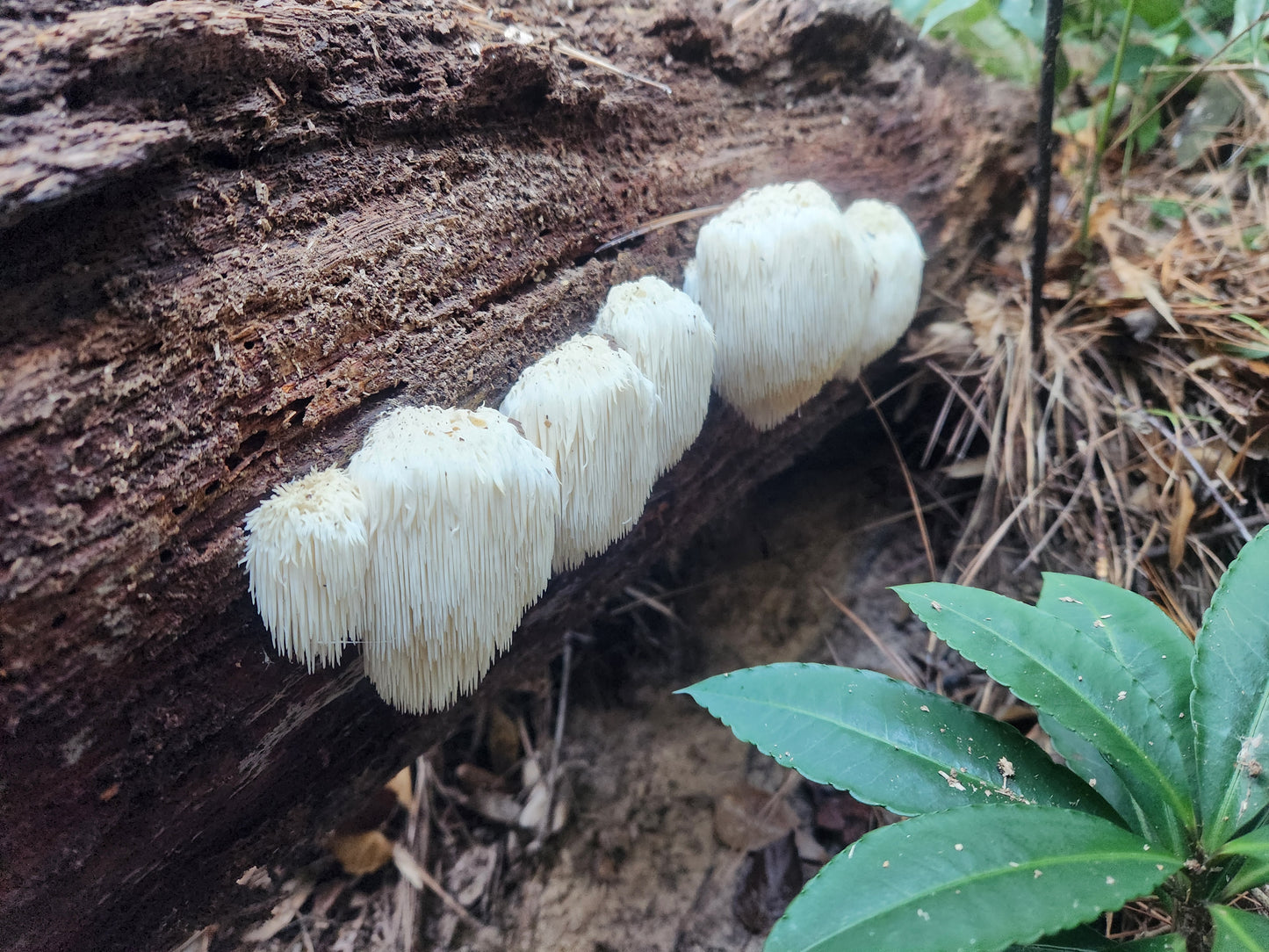 Guided Mushroom Foray