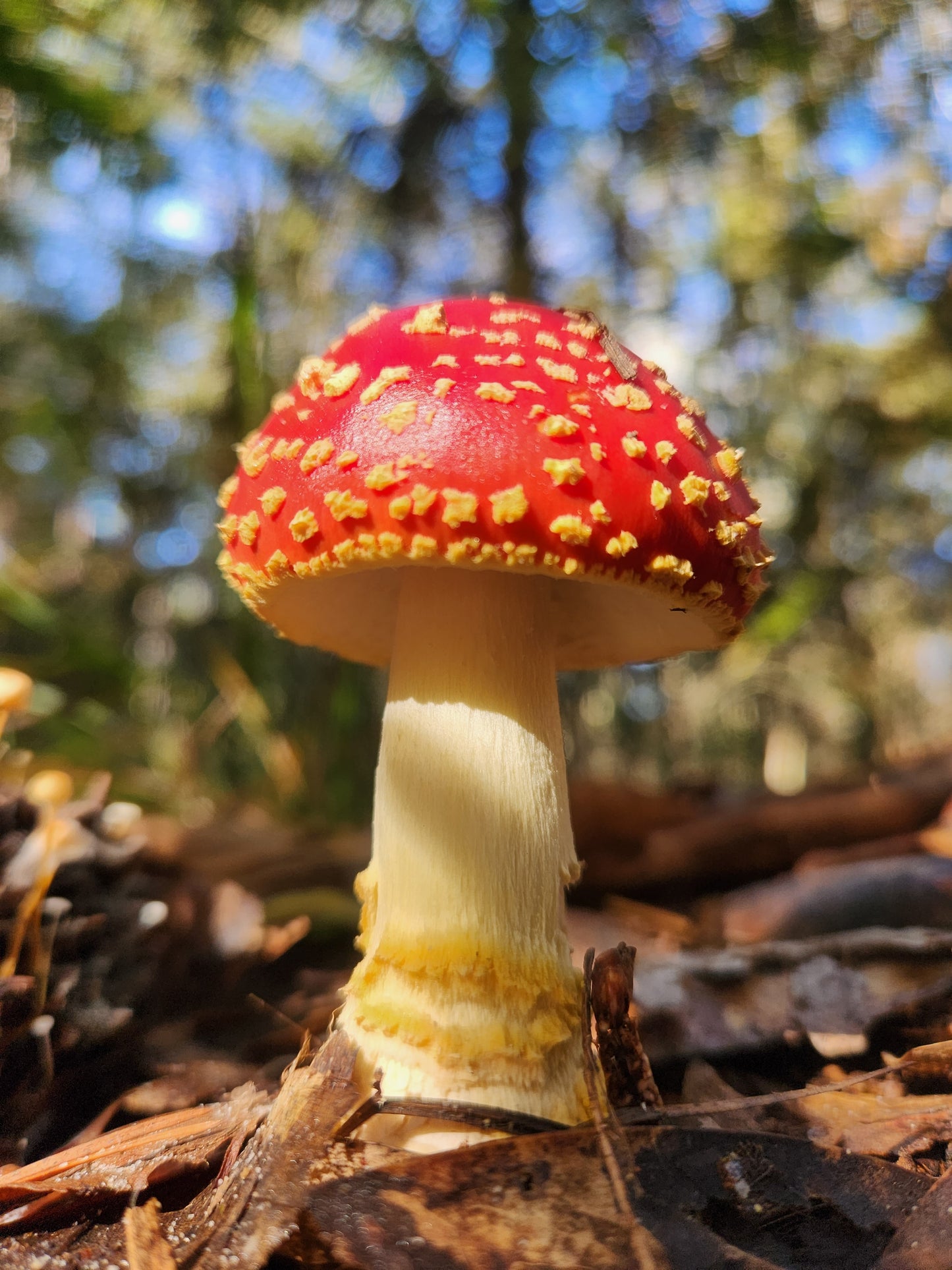 Guided Mushroom Foray