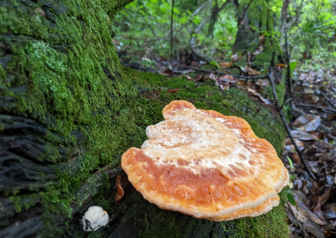 Guided Mushroom Foray