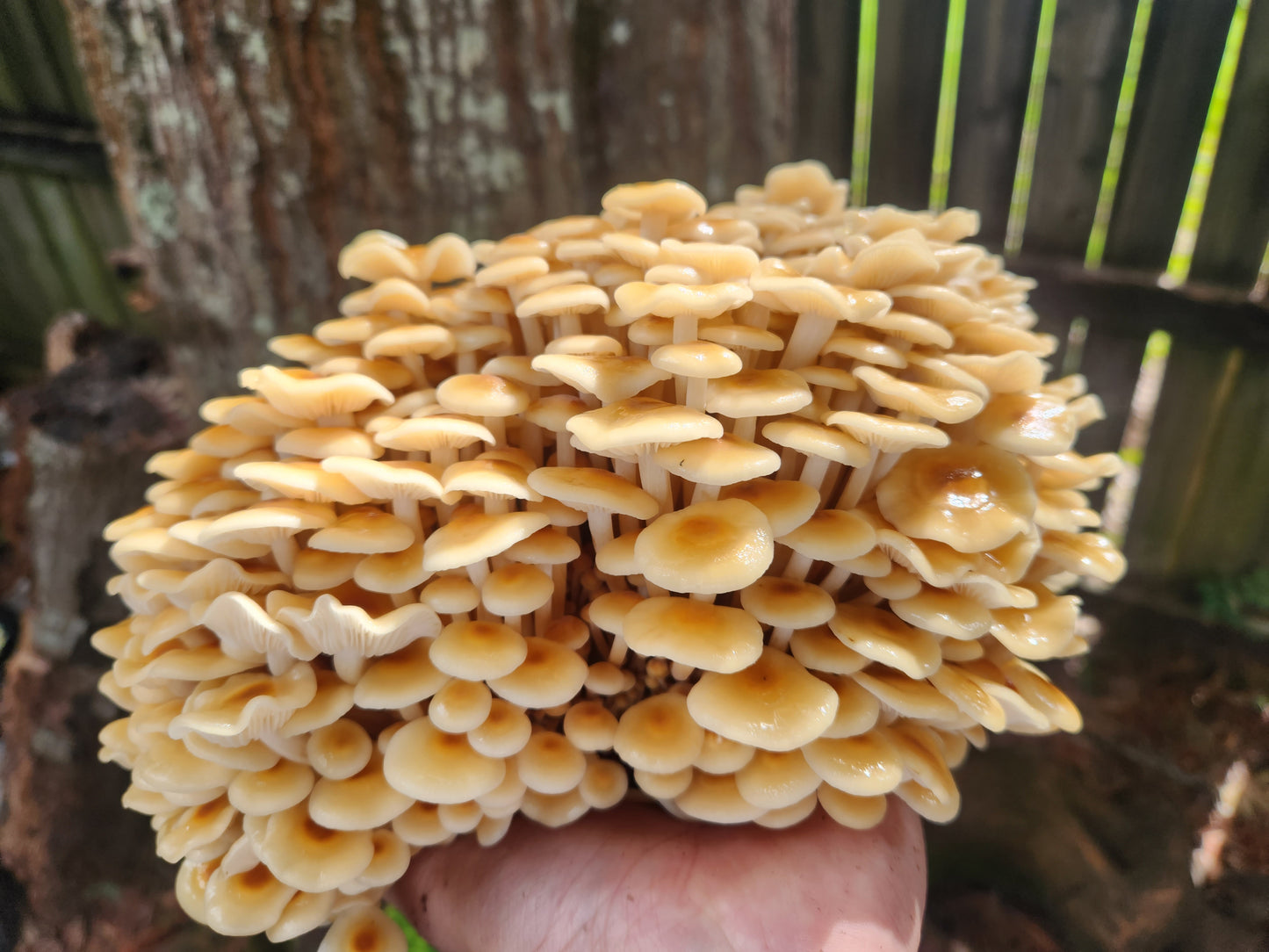 Enoki Mushrooms