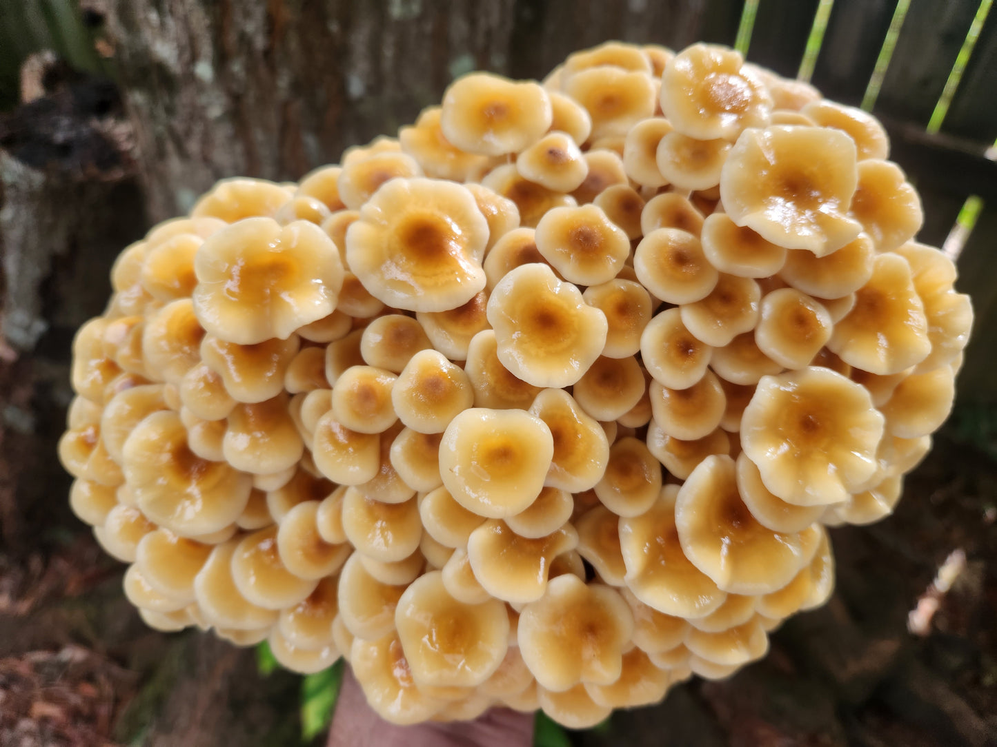 Enoki Mushrooms