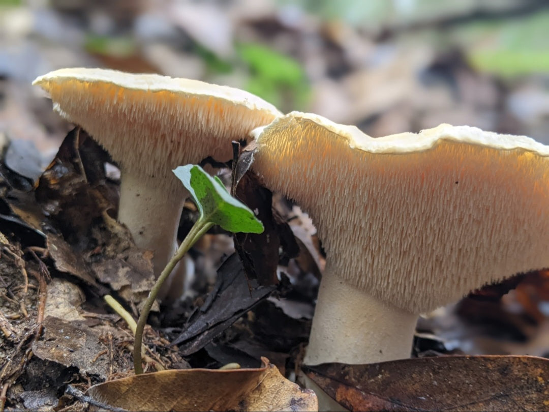 Guided Mushroom Foray