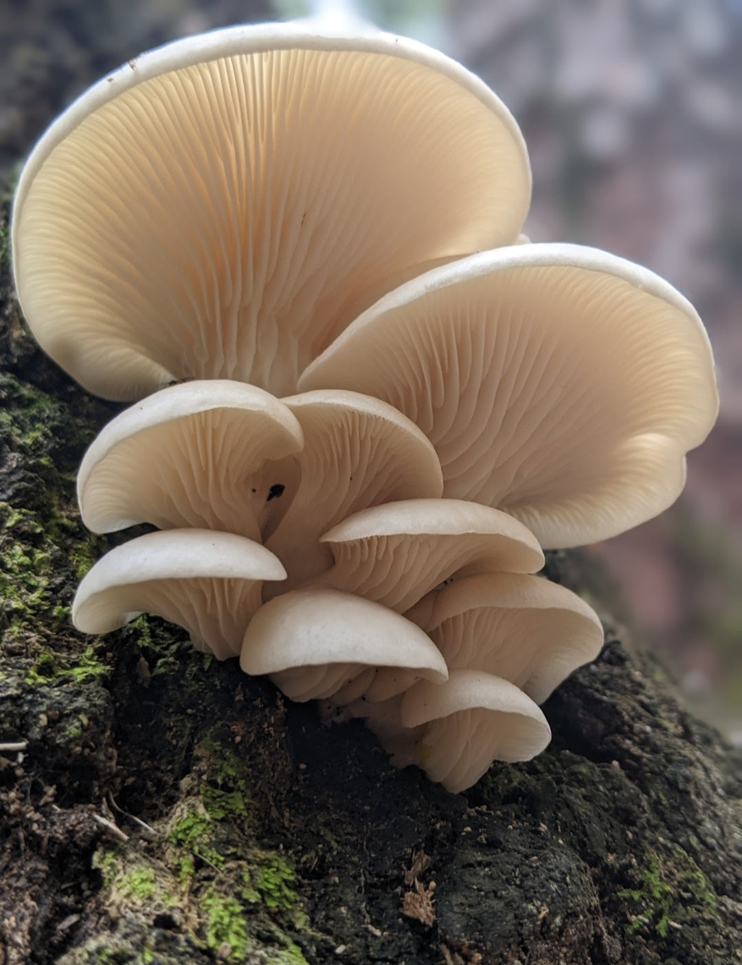 Guided Mushroom Foray