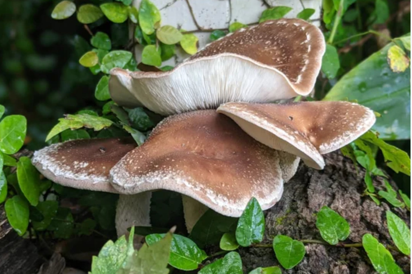 Shiitake Mushrooms