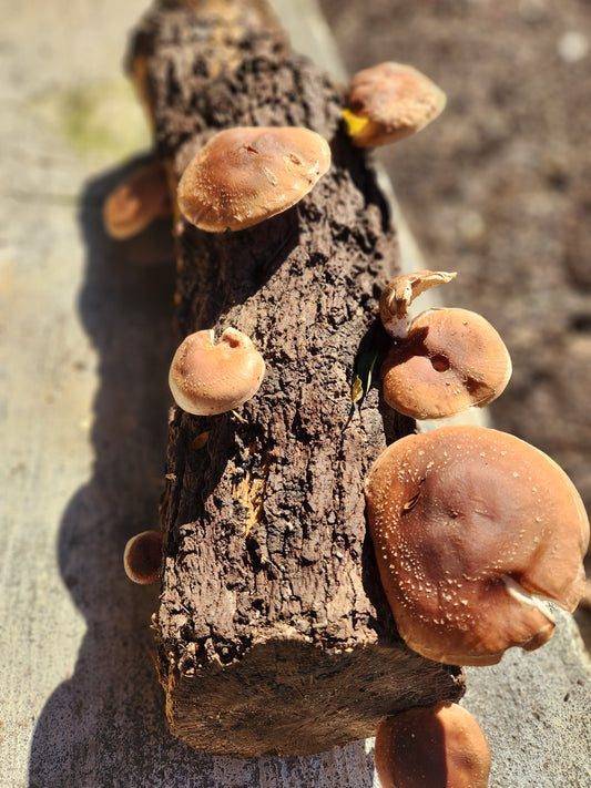 Shiitake Mushrooms