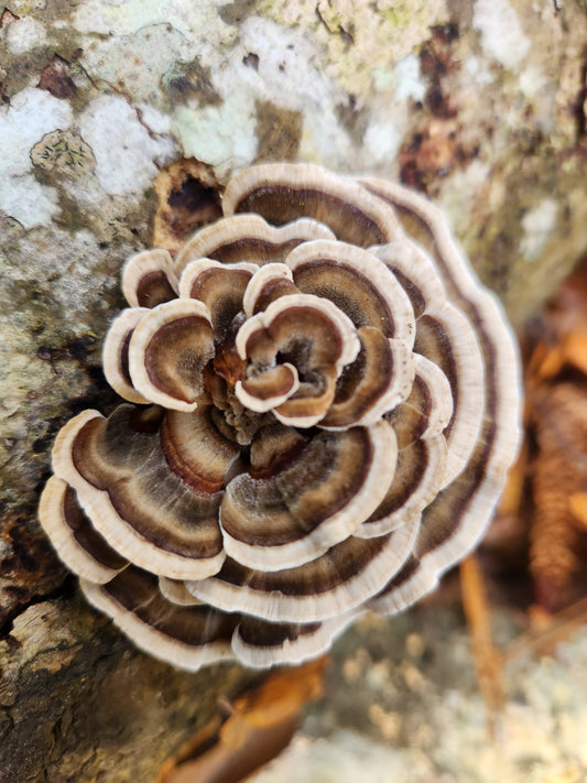 Turkey Tail Double Extract Tincture