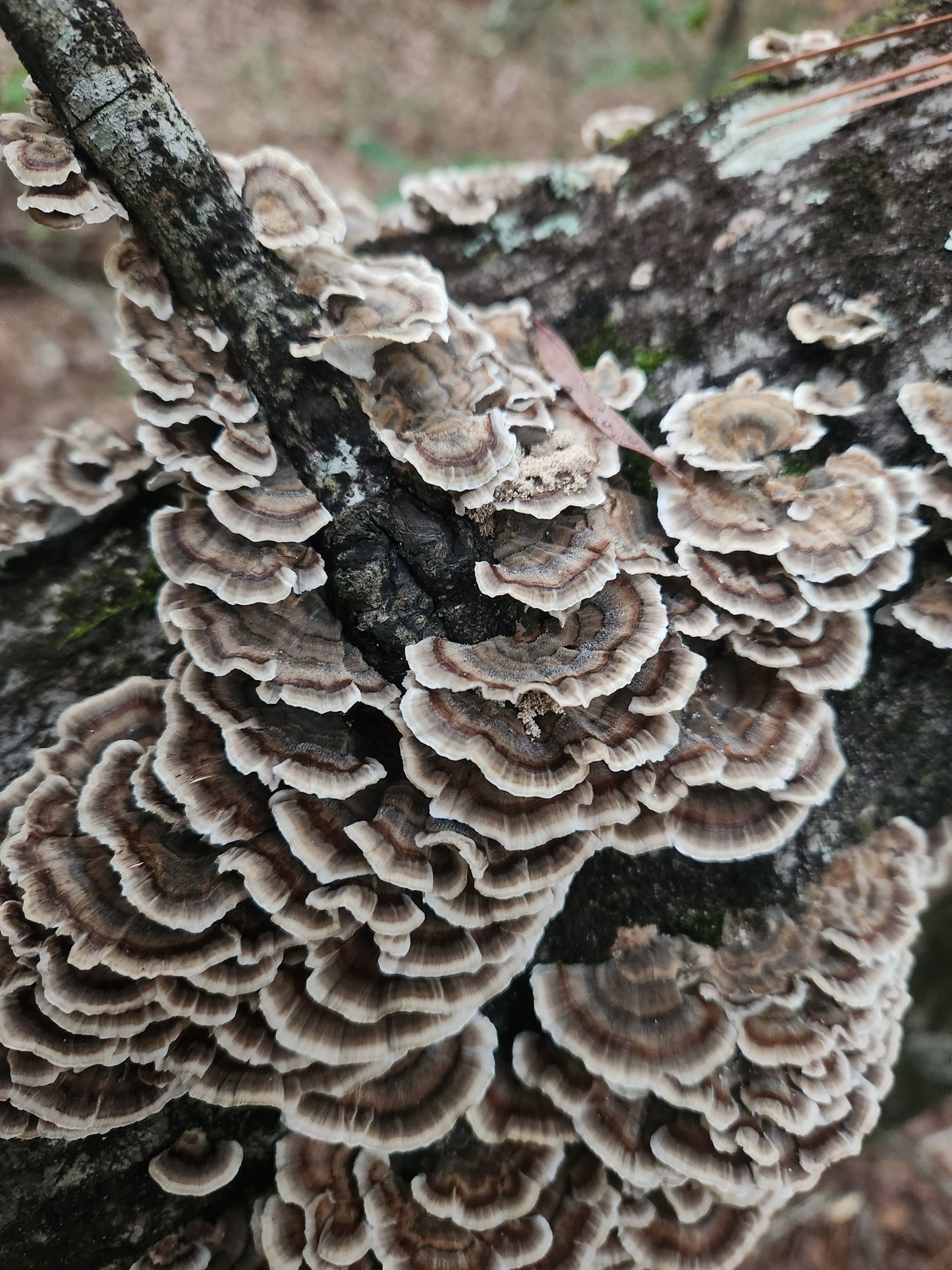 Guided Mushroom Foray