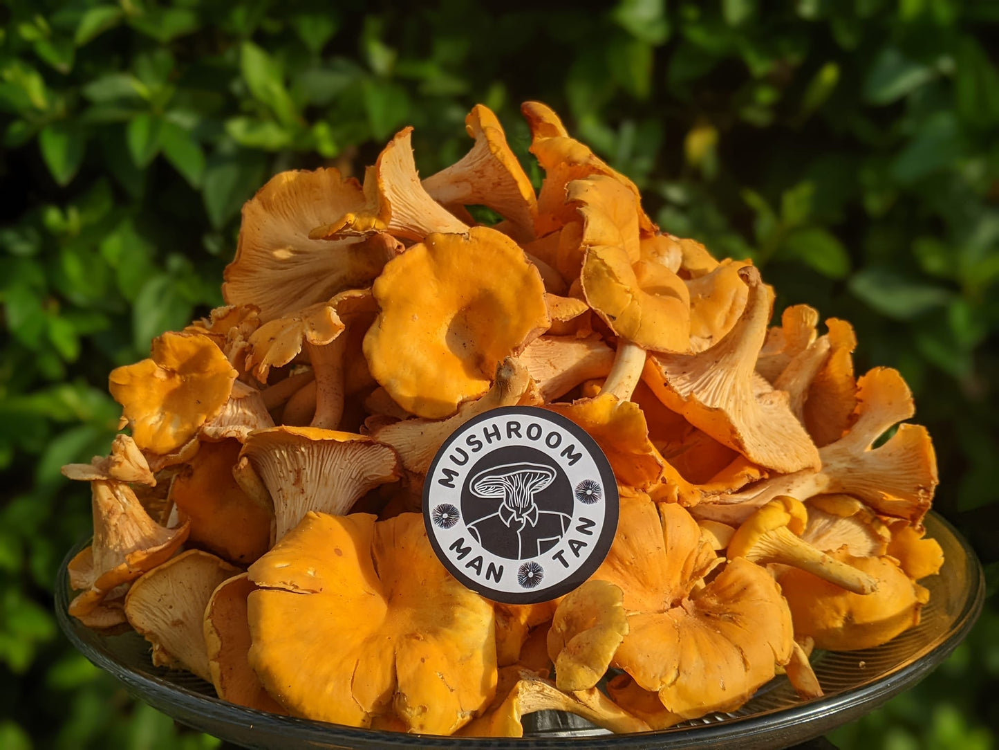 Wild Chanterelle Mushrooms