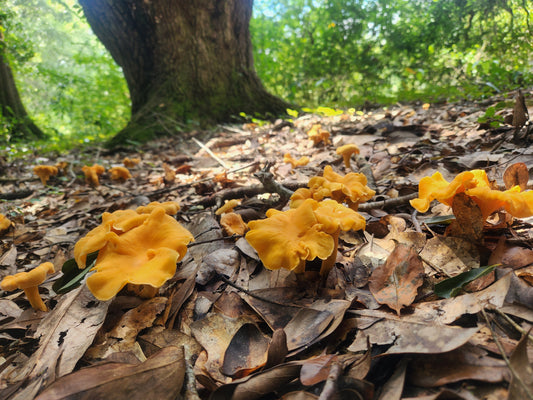 Guided Mushroom Foray