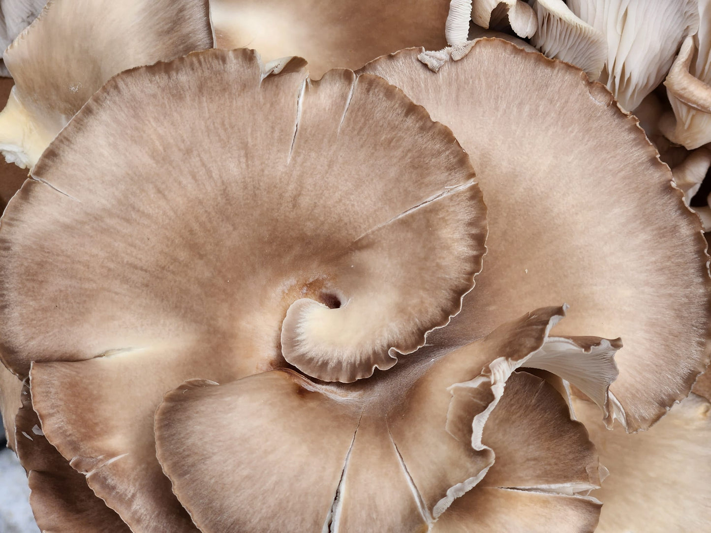 Oyster Mushrooms