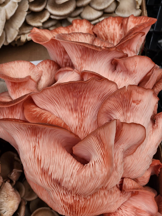 Oyster Mushrooms